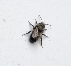 Osmia lignaria propinqua