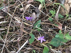 Pseuderanthemum praecox