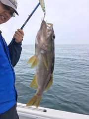 Sebastes serranoides