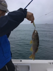 Sebastes serranoides