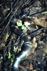 Elapsoidea loveridgei