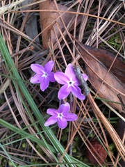 Pseuderanthemum praecox