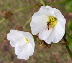 Echinodorus grandiflorus