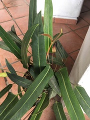 Anthurium seleri