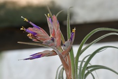 Tillandsia seleriana