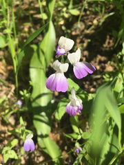 Collinsia