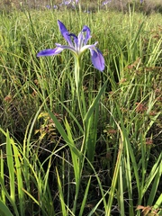 Iris hexagona