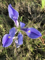 Iris hexagona