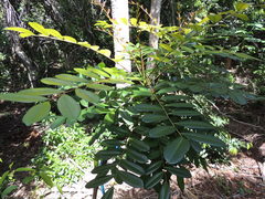 Simarouba glauca