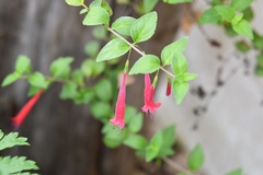 Clinopodium selerianum