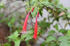 Clinopodium selerianum