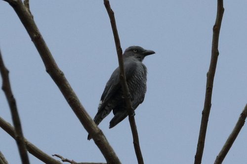 Oruguero Barrado (Coracina striata)