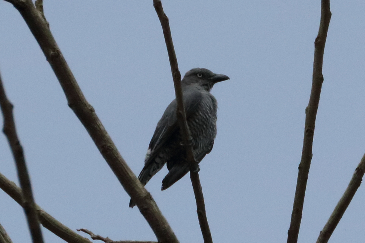 Bar-bellied Cuckooshrike illustration