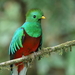 Resplendent Quetzal - Photo (c) Cephas, some rights reserved (CC BY-SA)