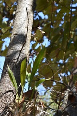 Oncidium leucochilum