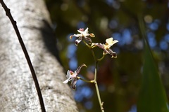 Oncidium leucochilum