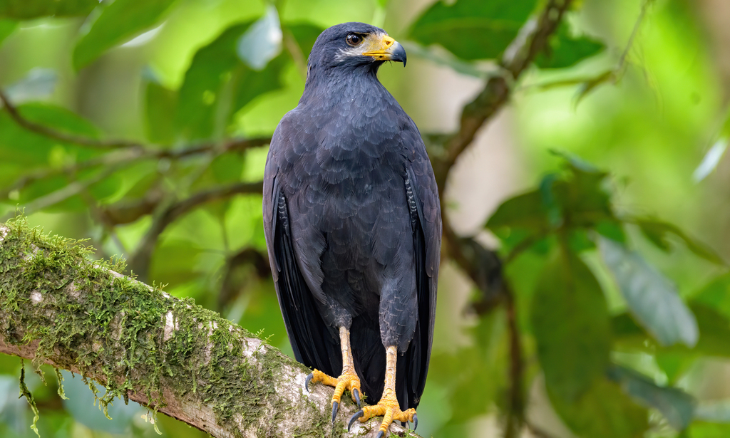 Common Black Hawk