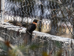 Turdus rufitorques