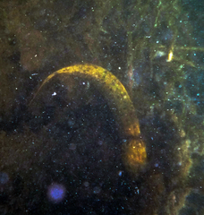 Necturus maculosus