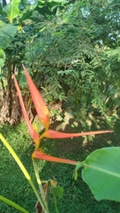 Heliconia latispatha image