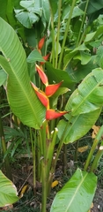 Heliconia bihai