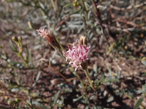 Image of Palafoxia linearis by (c) Sue Carnahan, some rights reserved (CC BY)