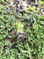 Castilleja attenuata