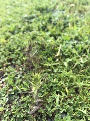 Castilleja attenuata