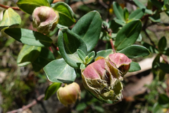 Pimelea ligustrina