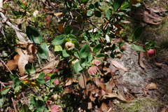 Pimelea ligustrina