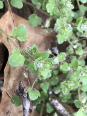 Veronica hederifolia-sublobata-triloba