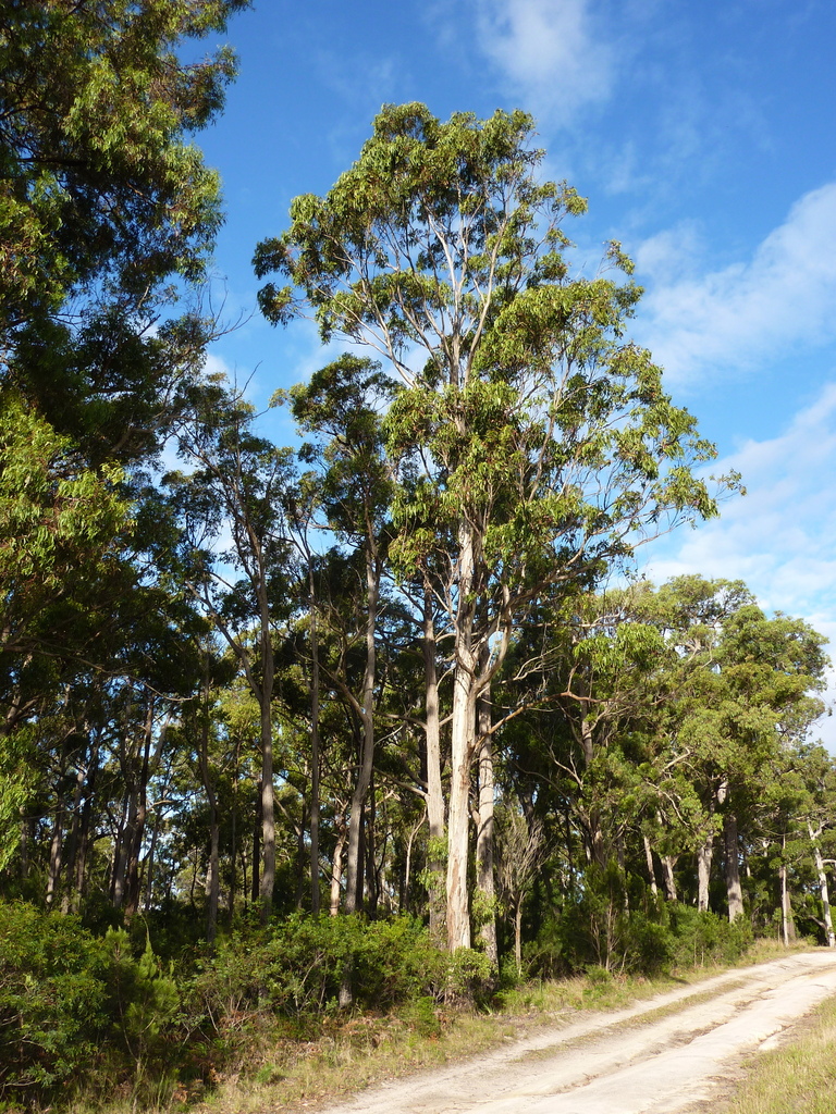 Gippsland Blue Gum