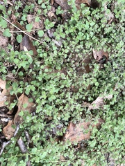 Veronica hederifolia-sublobata-triloba