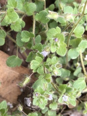 Veronica hederifolia-sublobata-triloba