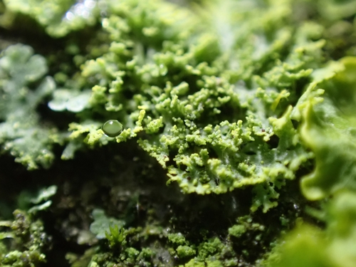 Candleflame Lichen (Candelaria concolor)