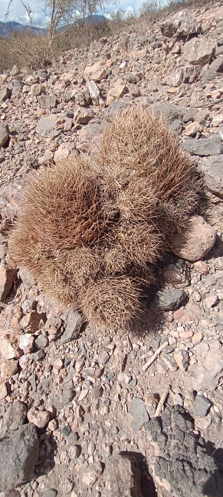 Weingartia fidaiana