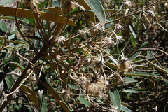 Olearia alpicola