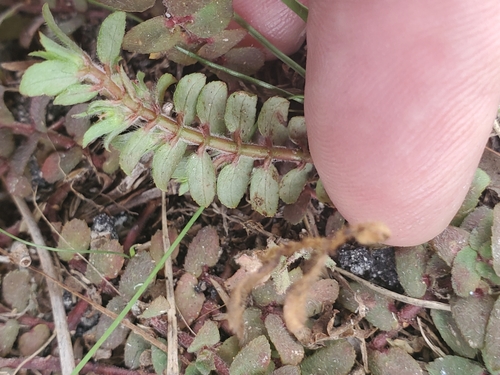 Image of Euphorbia dioeca by (c) Bob Miller, some rights reserved (CC BY)