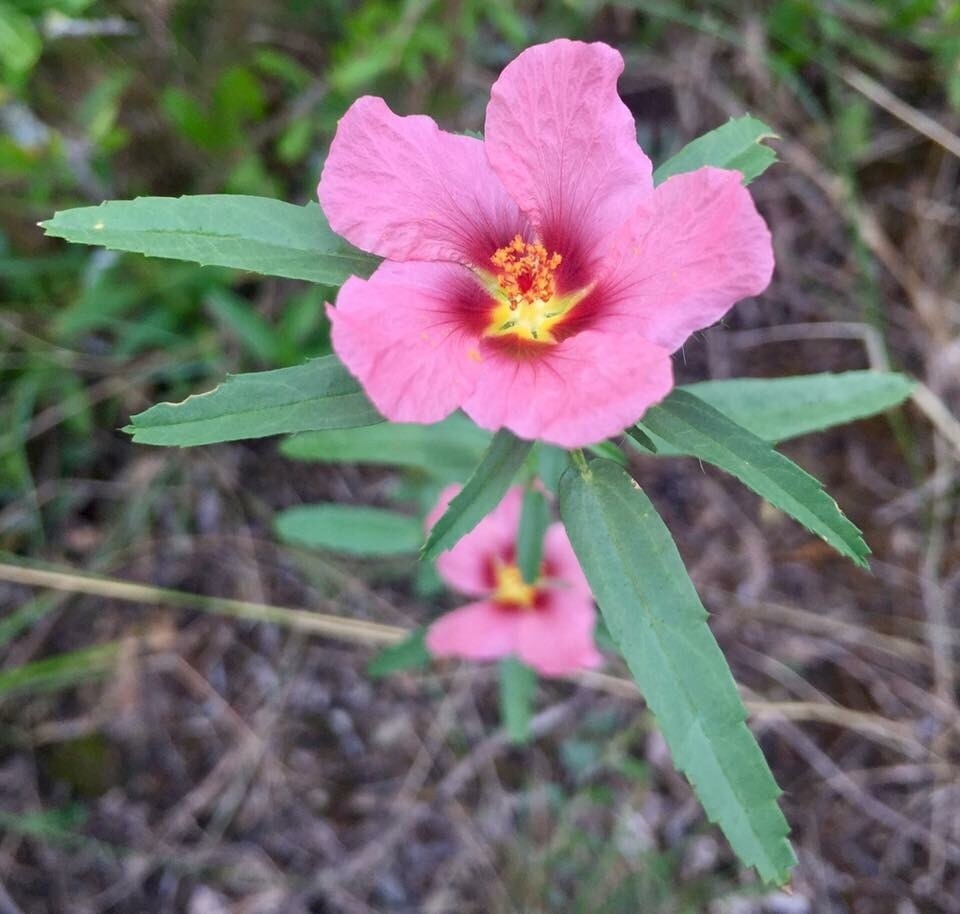 Sida anomala