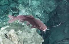 Pale Catfish photo 2