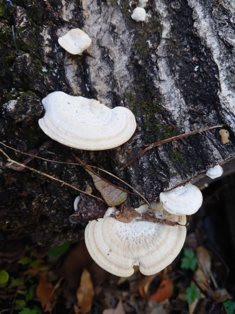 Trametes orientalis · December 2023 · photo: © tbc_watanabe (iNaturalist, cc-by)