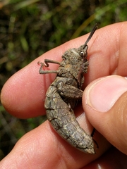 Dracotettix monstrosus