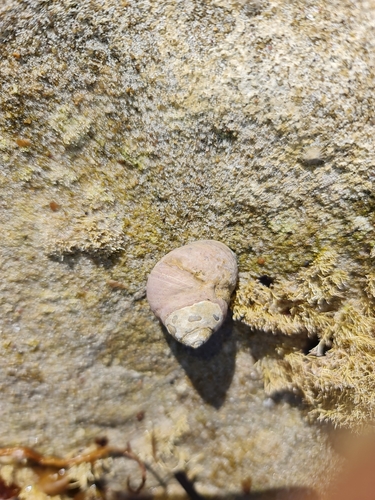 Austrocochlea rudis