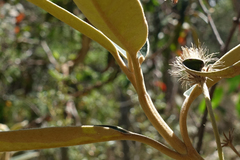 Olearia alpicola