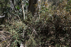 Olearia alpicola