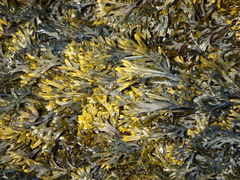 Fucus ceranoides