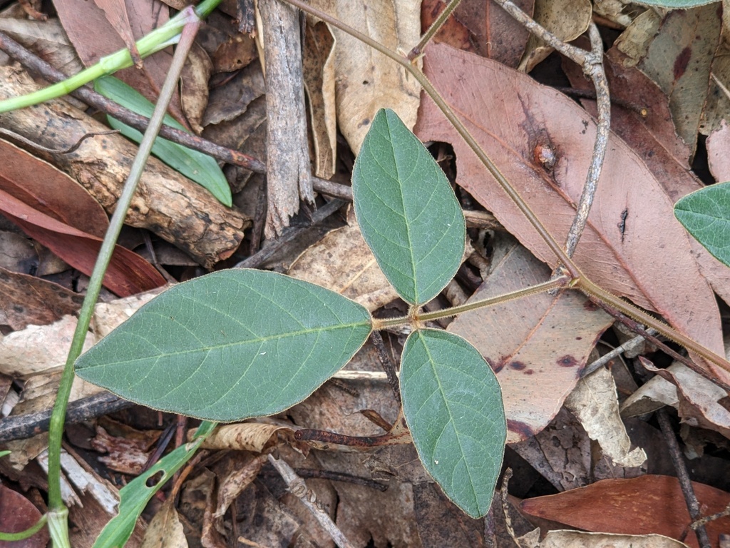 Dusky Coral Pea From Bonville Nsw Australia On November At Am By Nathanael