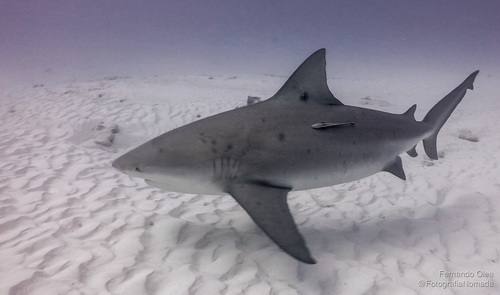 Bull Shark, photo 6 of 7