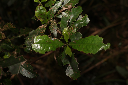 Image of Polyosma cunninghamii by (c) Greg Tasney, some rights reserved (CC BY-SA)