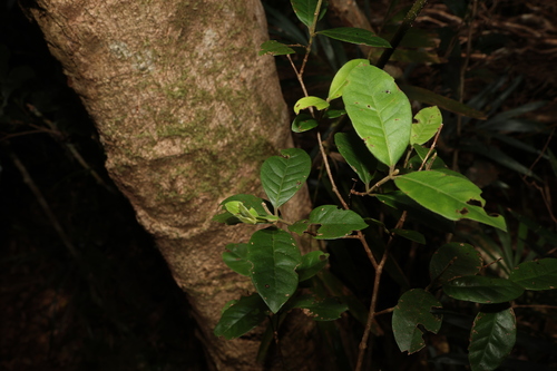 Image of Lenwebbia prominens by (c) Greg Tasney, some rights reserved (CC BY-SA)